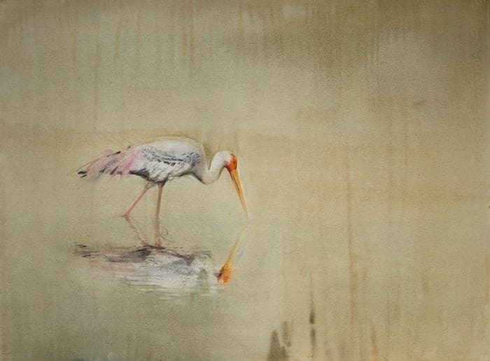 Painted Stork, India Claire Harkess RSW