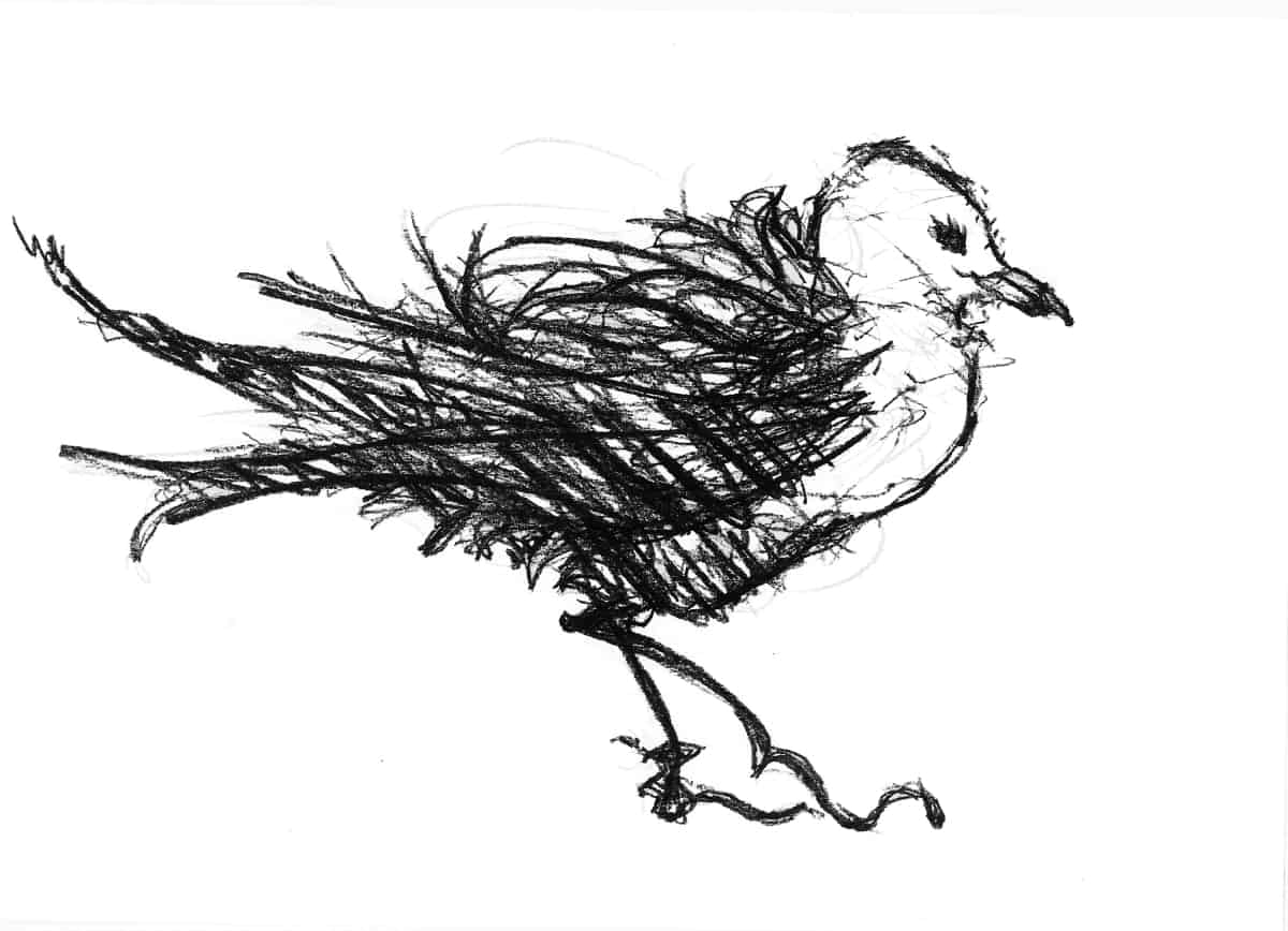 Seagull, tiptoes Sigrid Shone