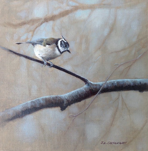 Crested Tit Jackie Cartwright