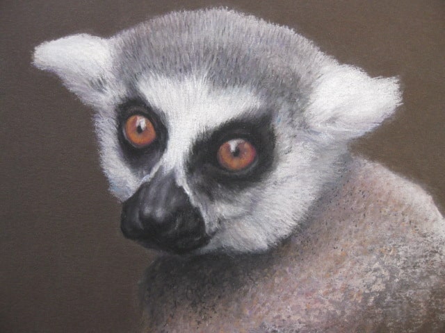 Lemur Jackie Cartwright