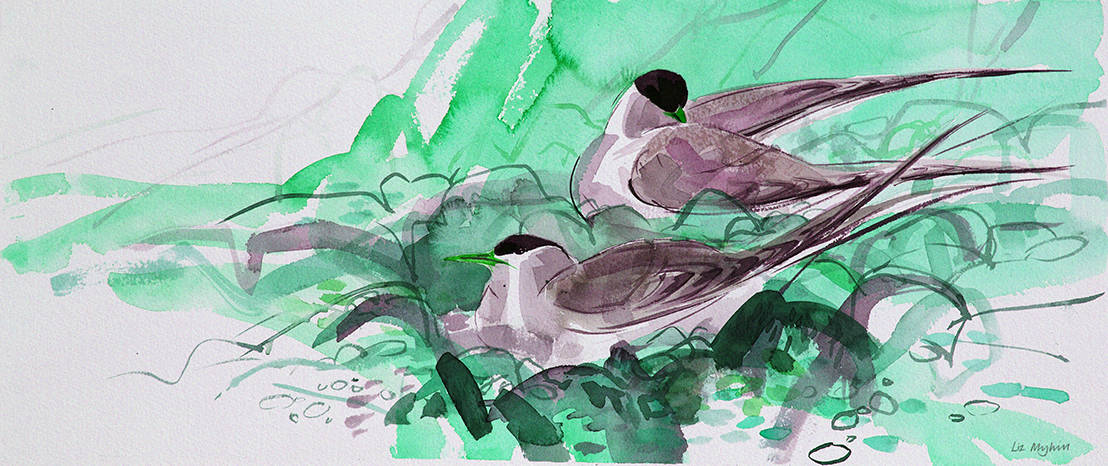 Tern Study 2 Liz Myhill RSW
