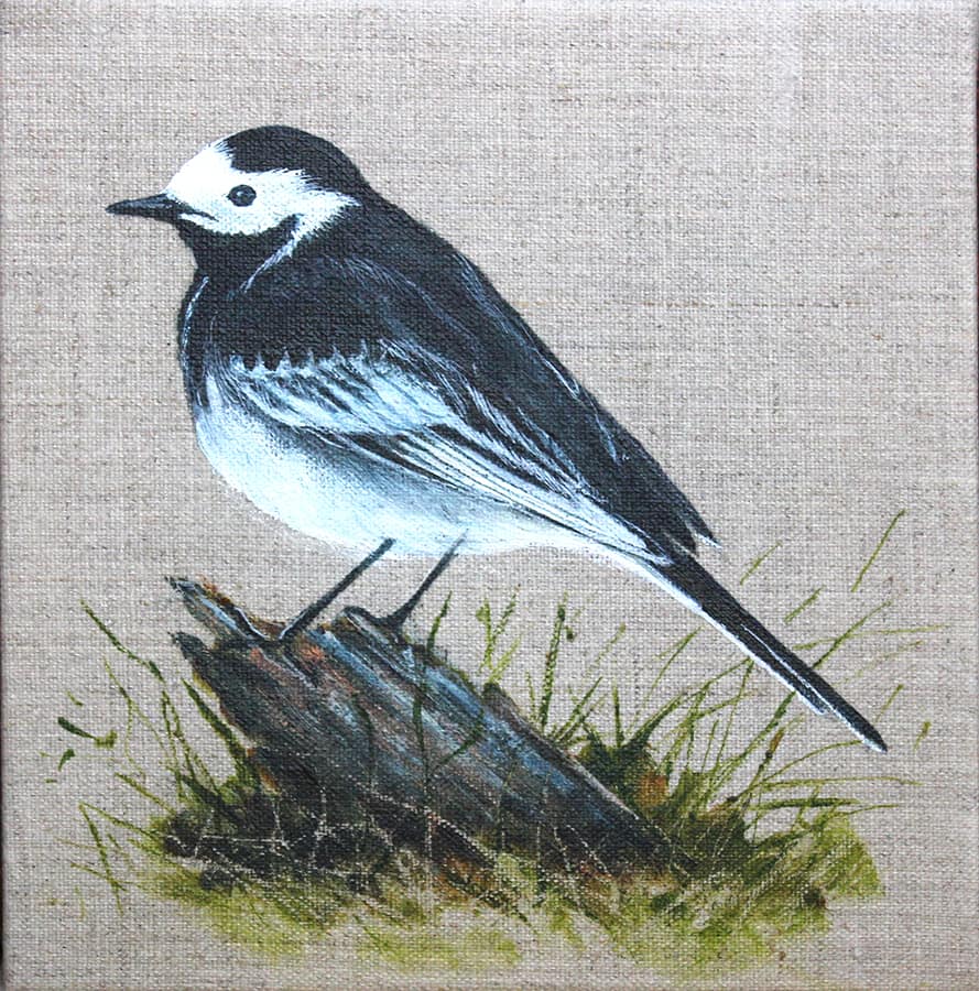 Pied Wagtail Helen Welsh